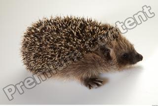 Hedgehog - Erinaceus europaeus  0014